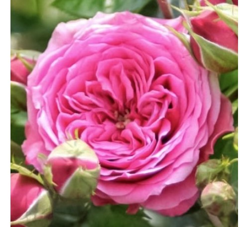 Роза Пинк Бэбифлор (Pink Babyflor) Тантау 1993. Миниатюрная.